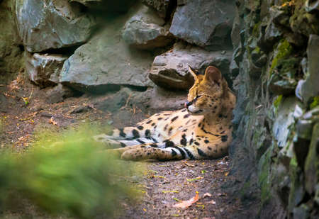 Ocelot is a carnivorous mammal of the cat family that live in America. Ocelot looks like a long-tailed cat or a leopard cub, although the larger long-tailed cat and smaller than a leopard.の写真素材