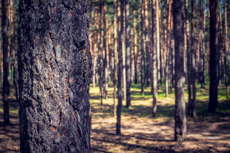 The thick pine forest from the trees. The trunk of the tall pines in the foreground on a blurred background of pine forest.の写真素材