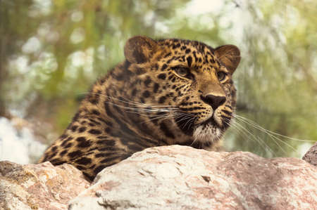Amur leopard sitting on a rock. The far Eastern leopard registered in the red book.の写真素材