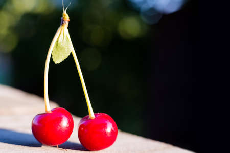 Two raw sweet cherries on an old wooden background with a copy empty space for textの写真素材