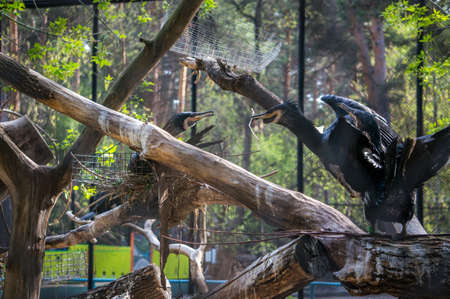 A family of cormorants building a nest on a treeの写真素材