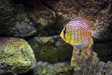 Beautiful fish in the aquarium, Goldfish, aquarium, a fish on the background of aquatic plants.の写真素材