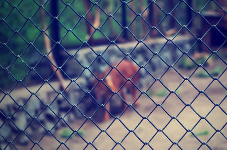 Red dog is a wolf or a Fox trapped in a cage behind bars.の写真素材