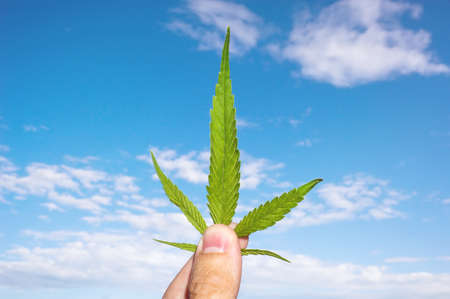 Marijuana leaf in man hand in sunny day on the background of blue sky with cloudsの写真素材