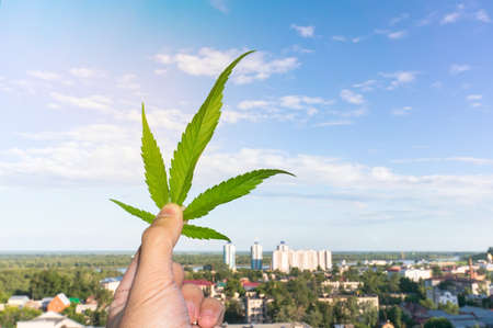 Hand Holding Small Marijuana against city landscape and blue skyの写真素材