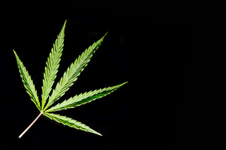 isolated single cannabis leaf on black backgroundの写真素材