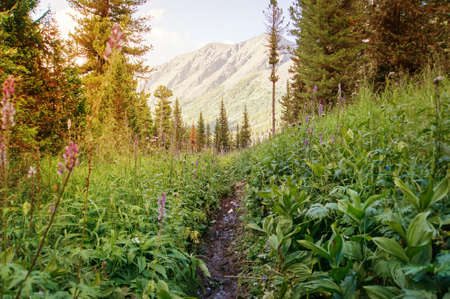sun's rays breaking through the trees in the forest. Path trodden in the grass.の写真素材