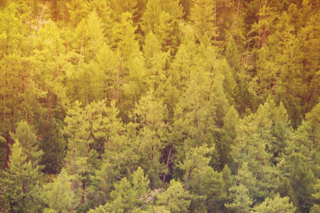 Fir forest view from above - beautiful nature of forest. solar tintingの写真素材