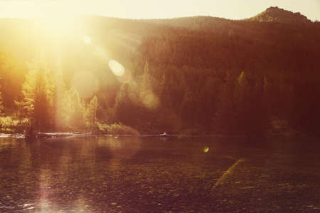 foggy morning and web with a spider in a forest in the sunlightの写真素材