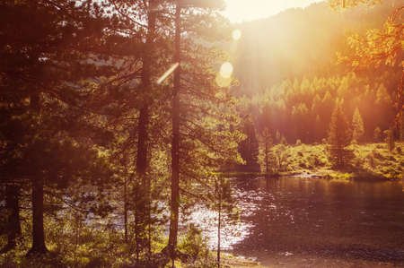 Fantastic forest glowing by sunlight. Dramatic morning and gorgeous scene. Cross process filter, retro and vintage style. Instagram toning effect. Beauty world.の写真素材