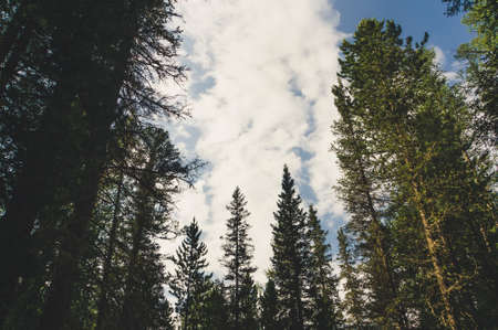Vertical perspective within a dense forest of pine trees. bottom view on pine treesの写真素材