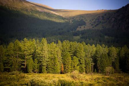 Trees near the forest on the hills. The meadow before the forest amid high hills. Bleak Russian...