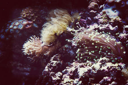 Beautiful corals on the seabed. Tinted the photo at my instagram.