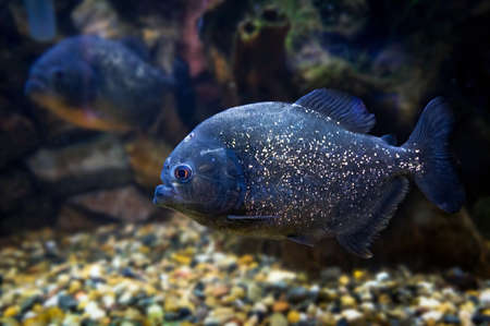 Piranha swims underwater on the bottom of the river on a background of stones.の写真素材