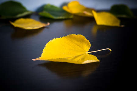 autumn leaves isolated on black background. Golden autumn.の写真素材