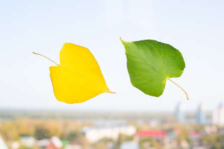 Yellow and green leaf on the window on the background of the city blurred. the concept of autumn.