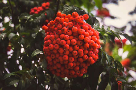 autumn berries on a background. Large orange berries on the tree closeup on a background of autumn green leaves.の写真素材