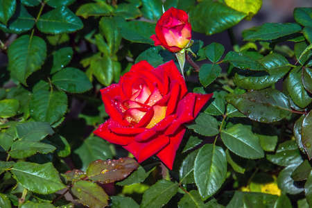Red rose as a natural. Shrub roses. Red bush rose in garden. Red roses bush. Beautiful blooming red roses in summer. Shrub roses with foliage in garden.の写真素材