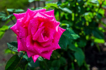 Rosarium Uetersen rose in the garden. Flower pink.の写真素材