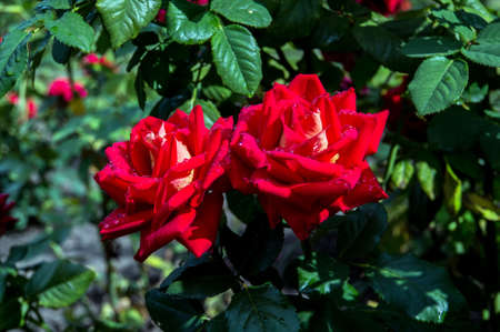 Red flower roses on green branch. Rosariumの写真素材