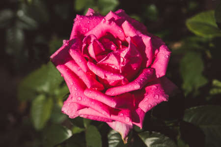 Beautiful pink rose in a garden in the sunlight.の写真素材
