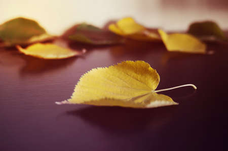 Fallen autumn leaves on a dark wooden table. Image tinted. Top view, copy space.の写真素材