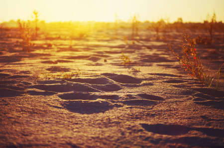 bushes and trees in the desert the sun shines. the sun sets over the horizon in the desertの写真素材