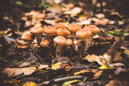 Cluster of Honey Fungus Armillaria autumn, Armillaria melleaの写真素材