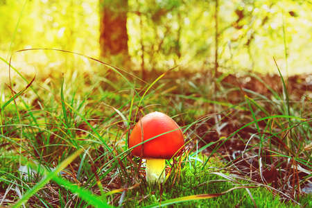 Red mushroom in autumn forest. Edible mushroom with a red hat grows in a grass on a background of green forest in the sunlightの写真素材