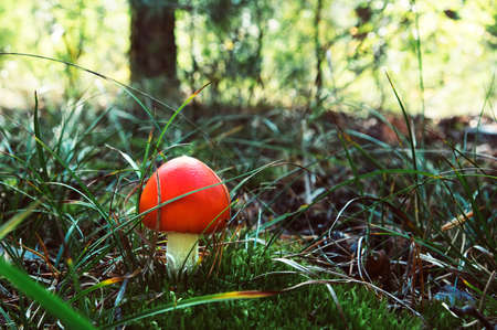 a poisonous mushroom with a red hat in the grass in the autumn forest. Amanita mushrooms in forest.の写真素材