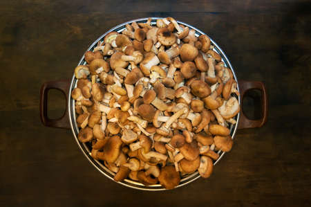 Fresh raw mushrooms in a black iron pan and black apron on a wooden table a top view. harvest fresh wild mushrooms. Armillaria autumn.の写真素材