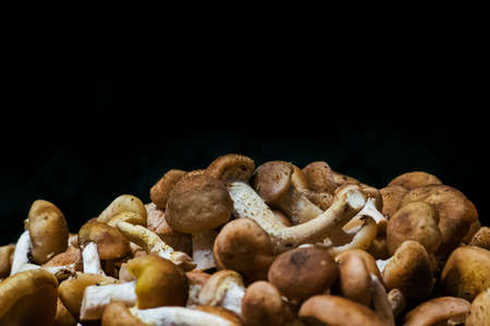 Forest picking mushrooms top view copy space. Fresh raw mushrooms on black isolated background