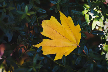 Yellow maple leaf on the yellow background of autumn leaves. Yellow maple leaf as an autumn symbol.の写真素材