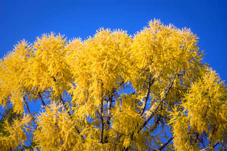 Autumn at the morning park. yellow the tops of the trees in the fall on the background of blue sky