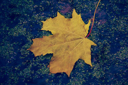 Autumn leaves in autumn colors and lights. Rainy autumn weather. Fallen autumn leaves in water and...