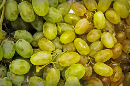 Grape background. Green grape. White grapes. Grape lady fingersの写真素材