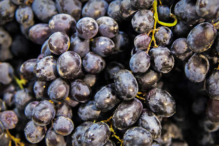 Red wine grapes, dark grapes, blue wine grapes. Black grape raisins. seedless grapesの写真素材