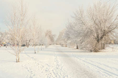 Snow forest alley. The trail stretches into the distance to a city Park. Snowy urban alley in winter. Trees covered with snow.の写真素材