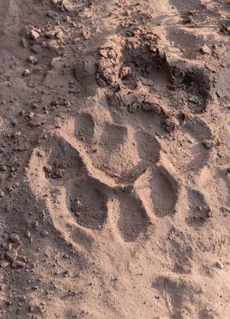 Tiger trail on the sand in rajaji tiger national Park India