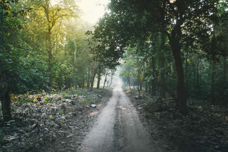 magic forest path. Forest road surrounded by high green trees going into the distance. dense thickets in the jungleの写真素材