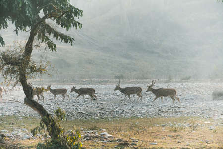 Deer run along the channel of the dried up river. Wildlife of India. natural habitat of wild deer....