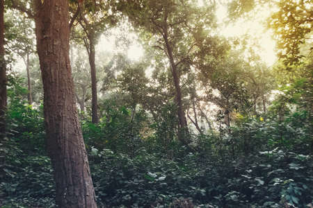 Dense thickets in the jungle. Evening in the summer forest. Trees in the sunlight.の写真素材