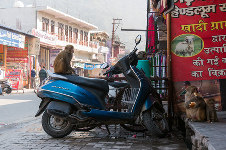 10 January 2018. Rishikesh India. Monkey sitting on a moped on a city street. Langurs live among the humans and are not afraid of them. They steal food or simply occupy cars or bikes.のeditorial素材