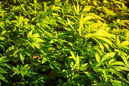 Bush Flowering herb hemp with seeds with a sun glint on a dark green background. Concept breeding of...
