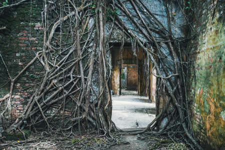 dark entrance ruins overgrown with the roots of strangler fig trees. Abandoned ruins in the jungleの写真素材