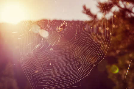 Strings of a spider's web in back light in forest. web with a spider in a forest in the sunlightの写真素材