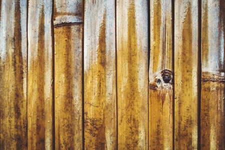 texture of a wall of yellow bamboo. close up. A wall of bamboo stalks yellow varnished.の写真素材