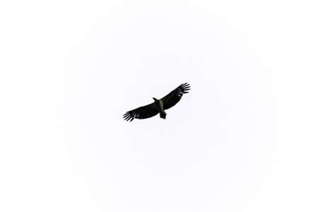 White-tailed eagle, eagle, wild bird in Hokkaido, bird of preyの写真素材