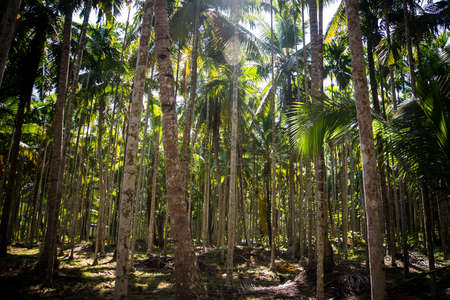 Thick palm grove. The brown trunks of the thin trees in the background. Tropical vegetation on the...