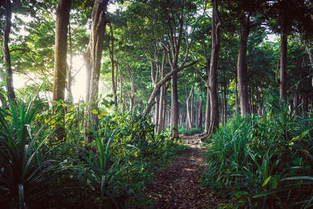 Walking trail in New Zealand tropical forest. forest trail among the tall old treesの写真素材